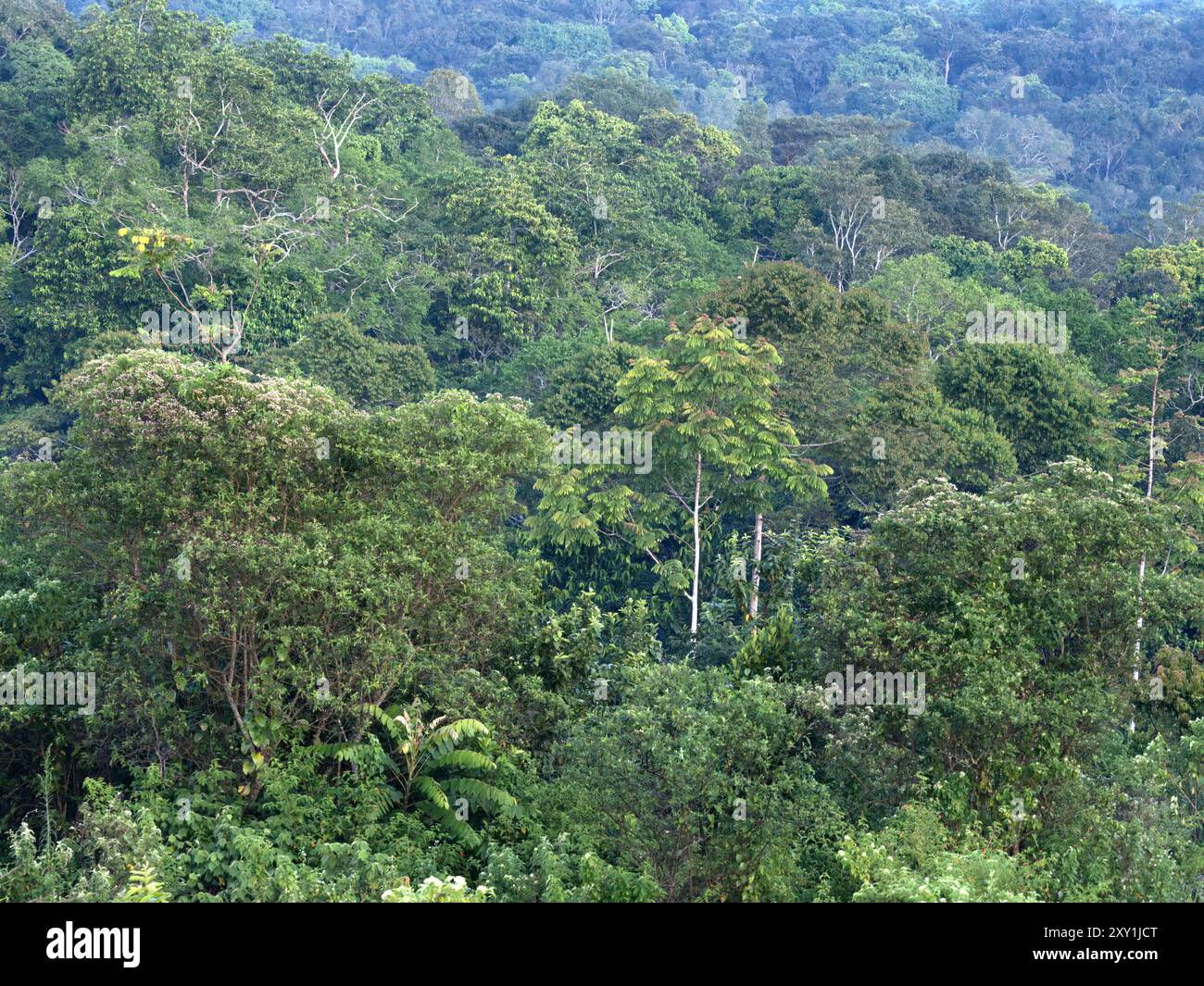 Vue paysage du parc national de Kibale, Ouganda Banque D'Images