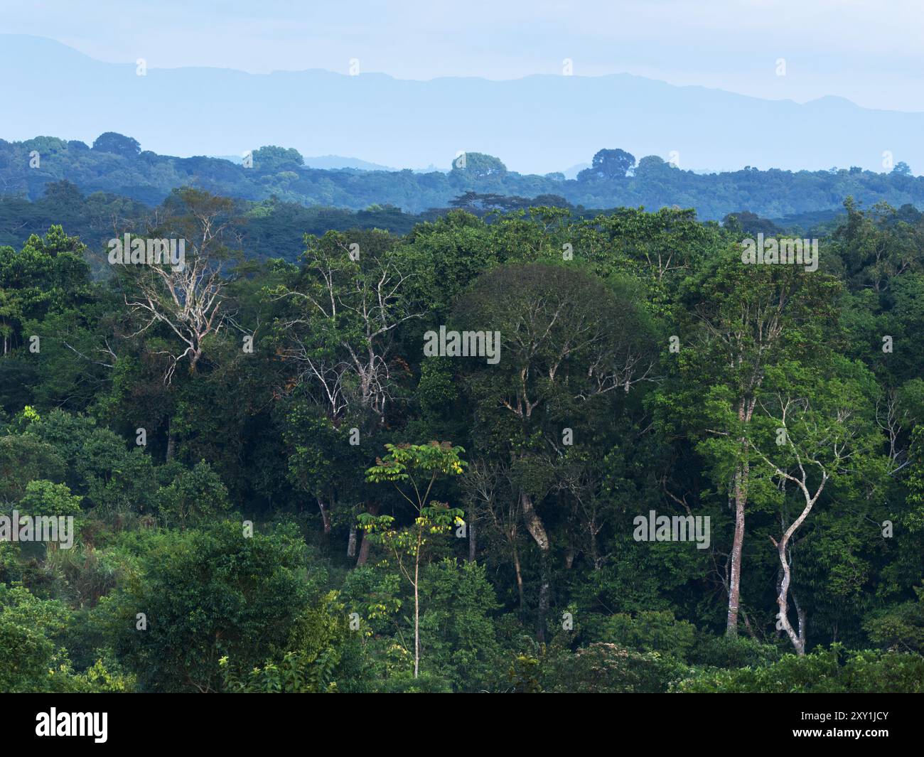 Vue paysage du parc national de Kibale, Ouganda Banque D'Images