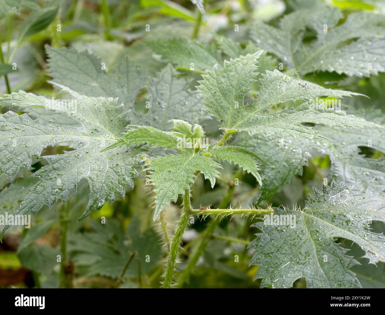 Gros plan des feuilles et de la tige montrant des poils piquants (Urtica dioica) montagnes Rwenzori, Ouganda Banque D'Images