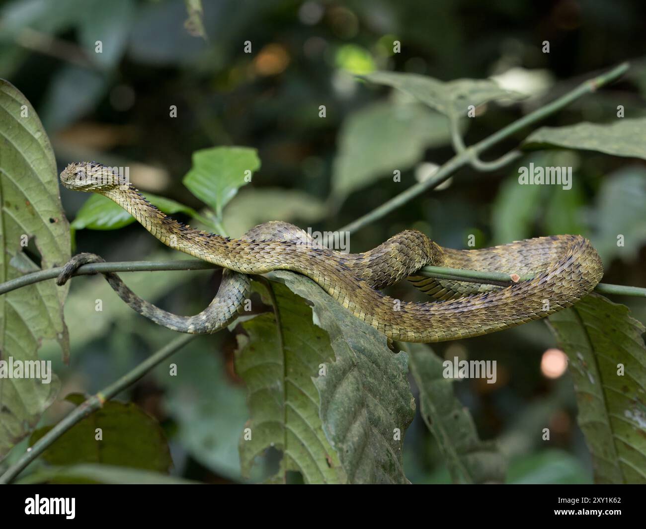 Serpent de vipère de brousse lâche africain (Atheris hispida) sur une branche d'arbre dans la forêt de Mityana, Ouganda Banque D'Images