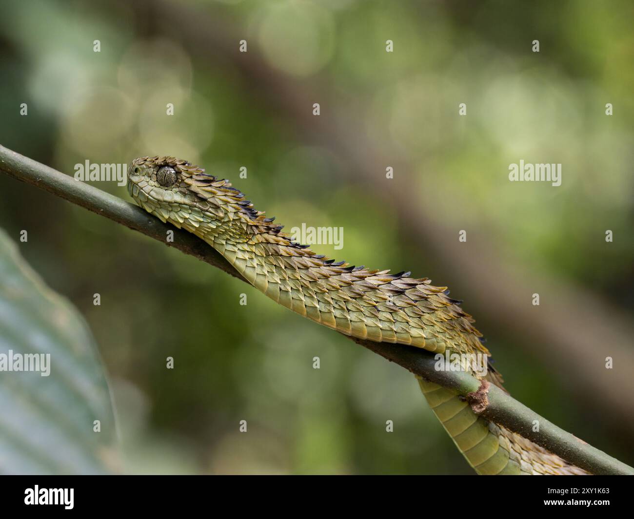 Serpent de vipère de brousse lâche africain (Atheris hispida) sur une branche d'arbre dans la forêt de Mityana, Ouganda Banque D'Images
