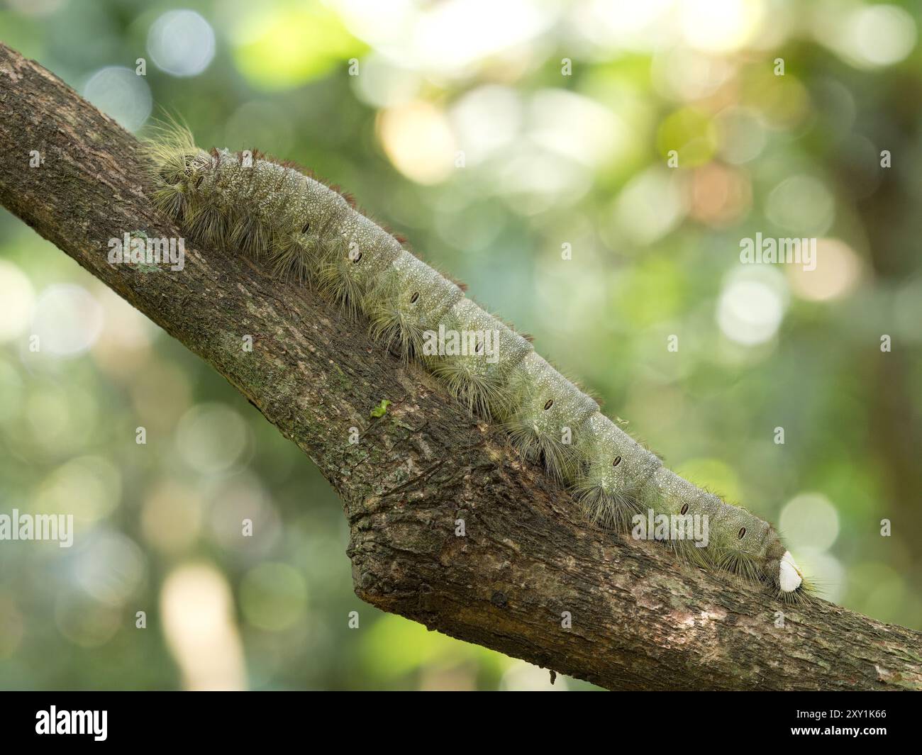 Chenille mitaine camouflée sur branche, forêt de Mityana, Ouganda Banque D'Images