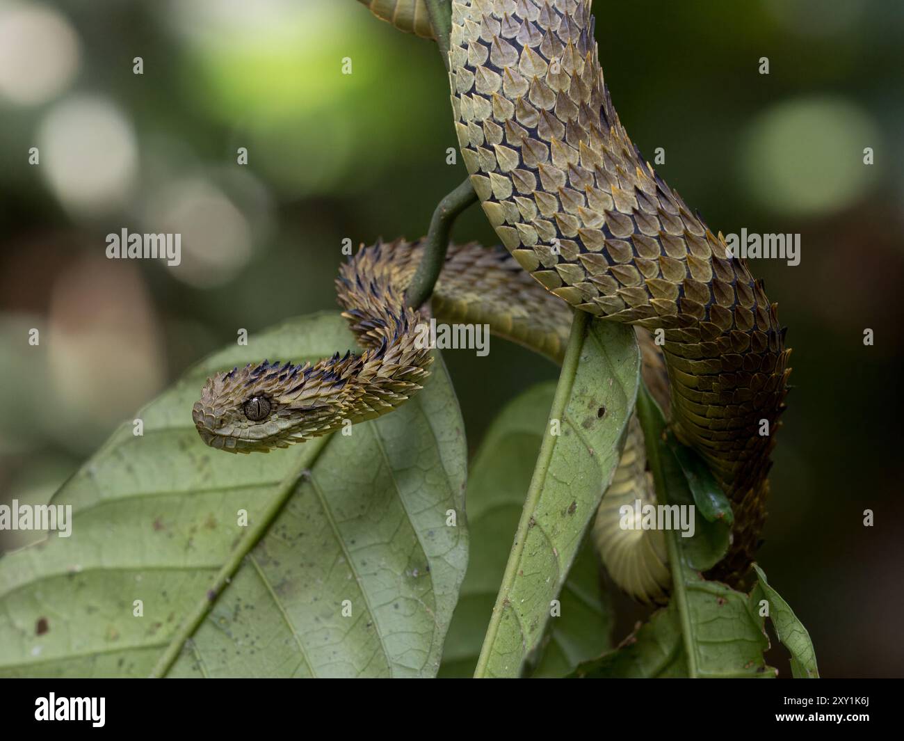 Serpent de vipère de brousse lâche africain (Atheris hispida) sur une branche d'arbre dans la forêt de Mityana, Ouganda Banque D'Images