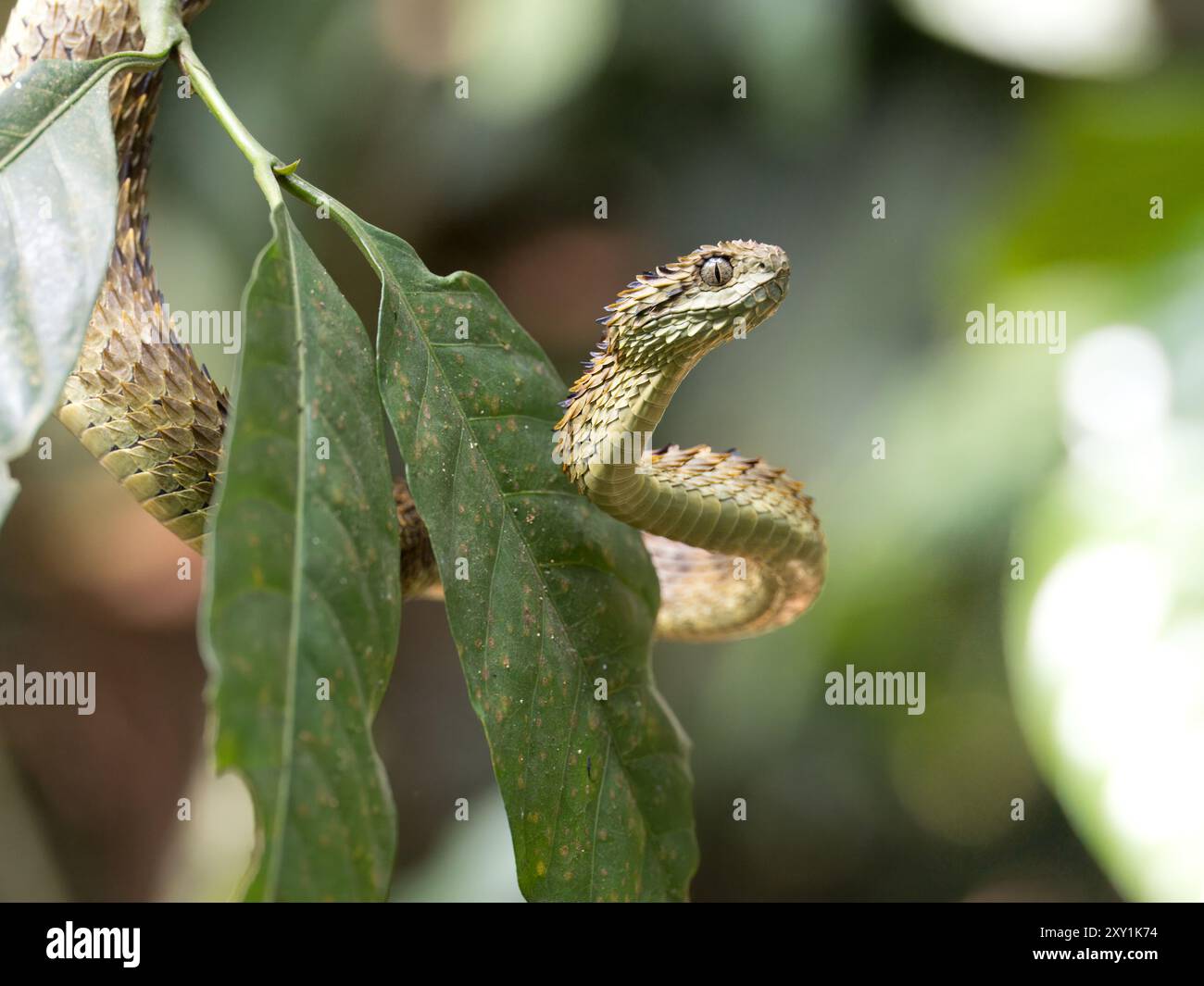 Serpent de vipère de brousse lâche africain (Atheris hispida) sur une branche d'arbre dans la forêt de Mityana, Ouganda Banque D'Images