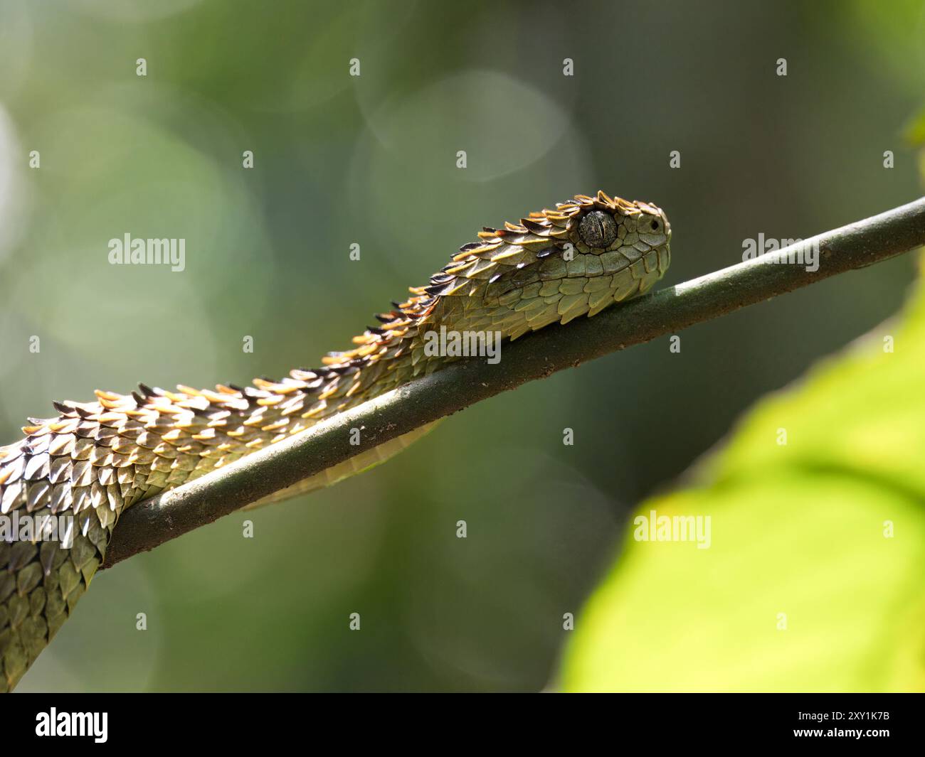 Serpent de vipère de brousse lâche africain (Atheris hispida) sur une branche d'arbre dans la forêt de Mityana, Ouganda Banque D'Images