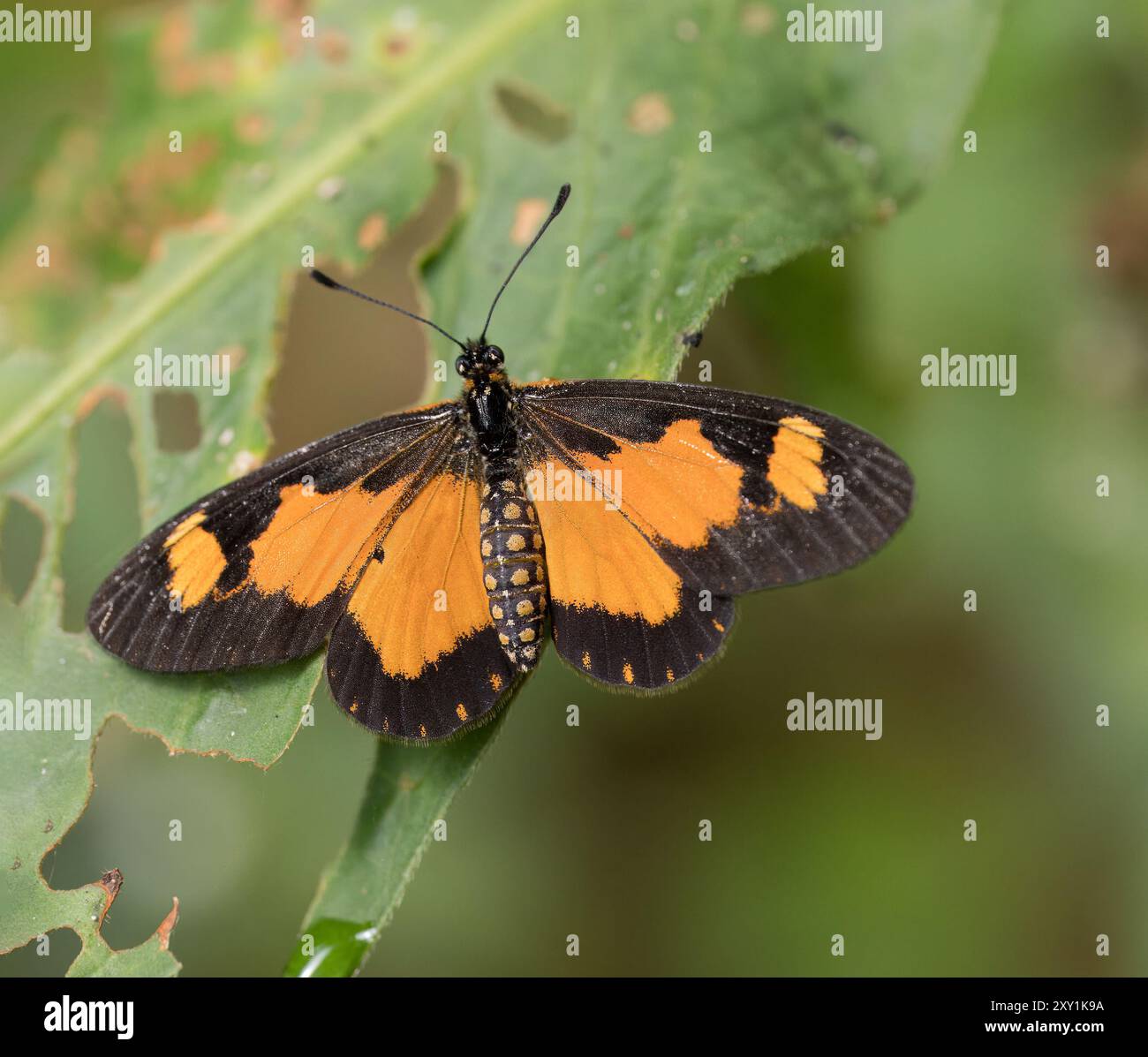 Petit papillon d'Acraea à bandes jaunes (Acraea acerata) Mityana Forest, Ouganda Banque D'Images