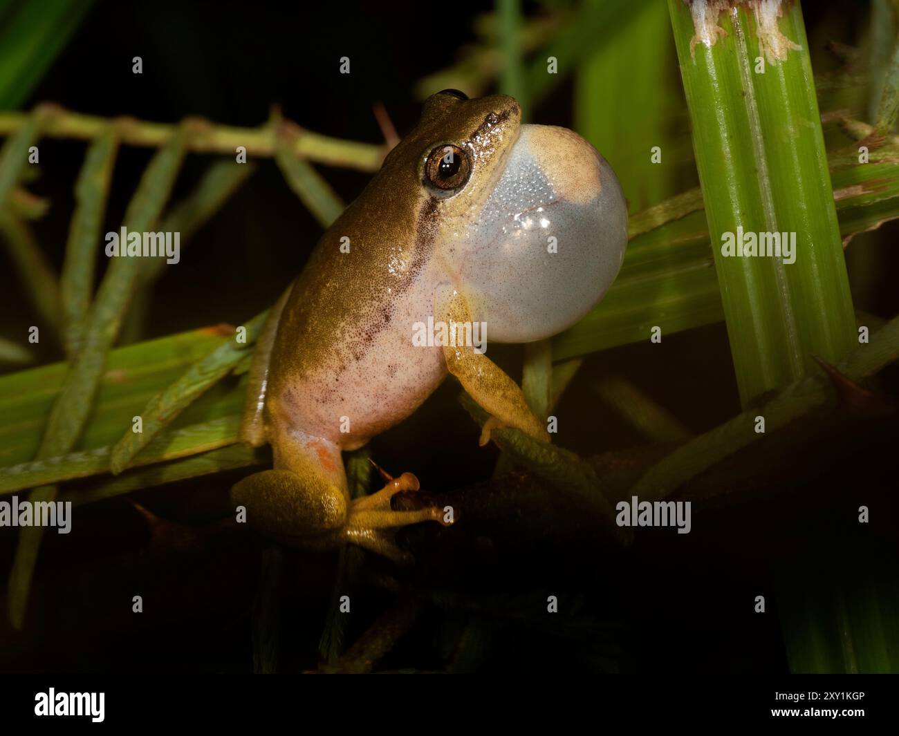Grenouille roseau peinte (Hyperolius marmoratus) mâle appelant, la nuit, forêt de Mabira, Ouganda Banque D'Images