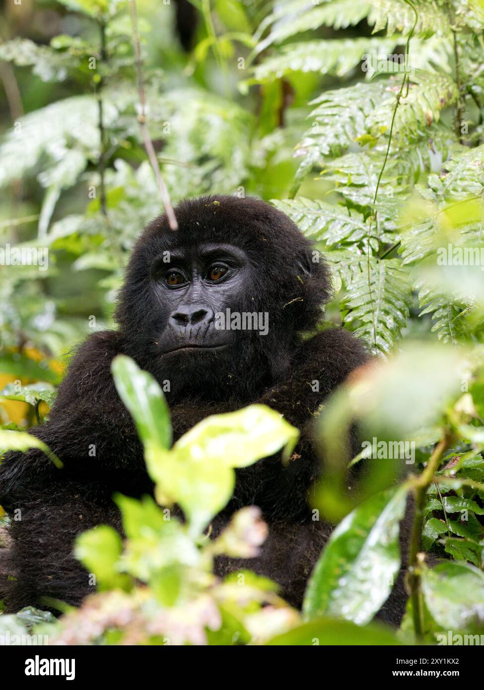 Gorille de montagne (Gorilla beringei beringei) Katwe Gorilla Group, Parc national impénétrable de Bwindi, Ouganda, jeune enfant assis dans un sous-bois Banque D'Images