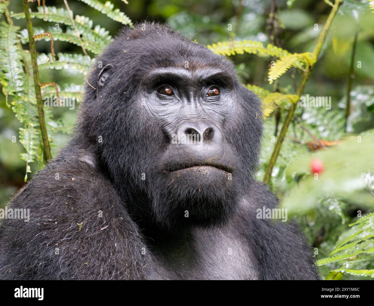 Gorille de montagne (Gorilla beringei beringei) Groupe de gorilles Katwe, Parc national impénétrable de Bwindi, Ouganda, mâle Silverback (Mahaane) assis dans l'UEDN Banque D'Images