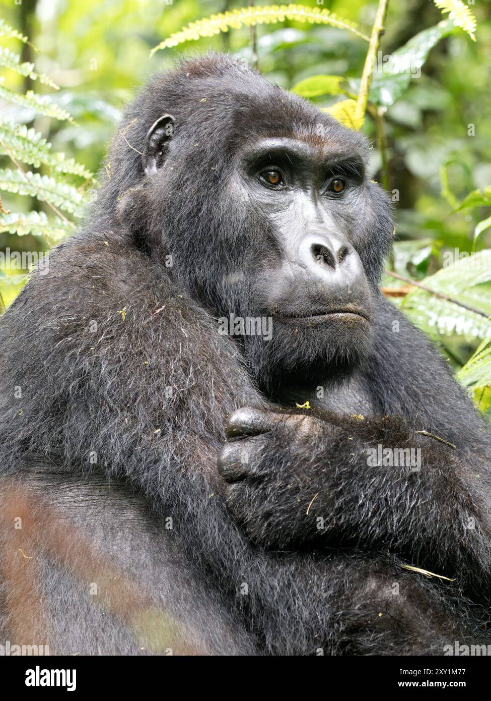 Gorille de montagne (Gorilla beringei beringei) Groupe de gorilles Katwe, Parc national impénétrable de Bwindi, Ouganda, mâle Silverback (Mahaane) assis dans l'UEDN Banque D'Images