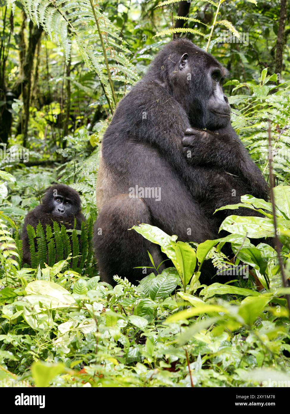 Gorille de montagne (Gorilla beringei beringei) Groupe de gorilles Katwe, Parc national impénétrable de Bwindi, Ouganda, mâle Silverback (Mahaane) assis dans l'UEDN Banque D'Images