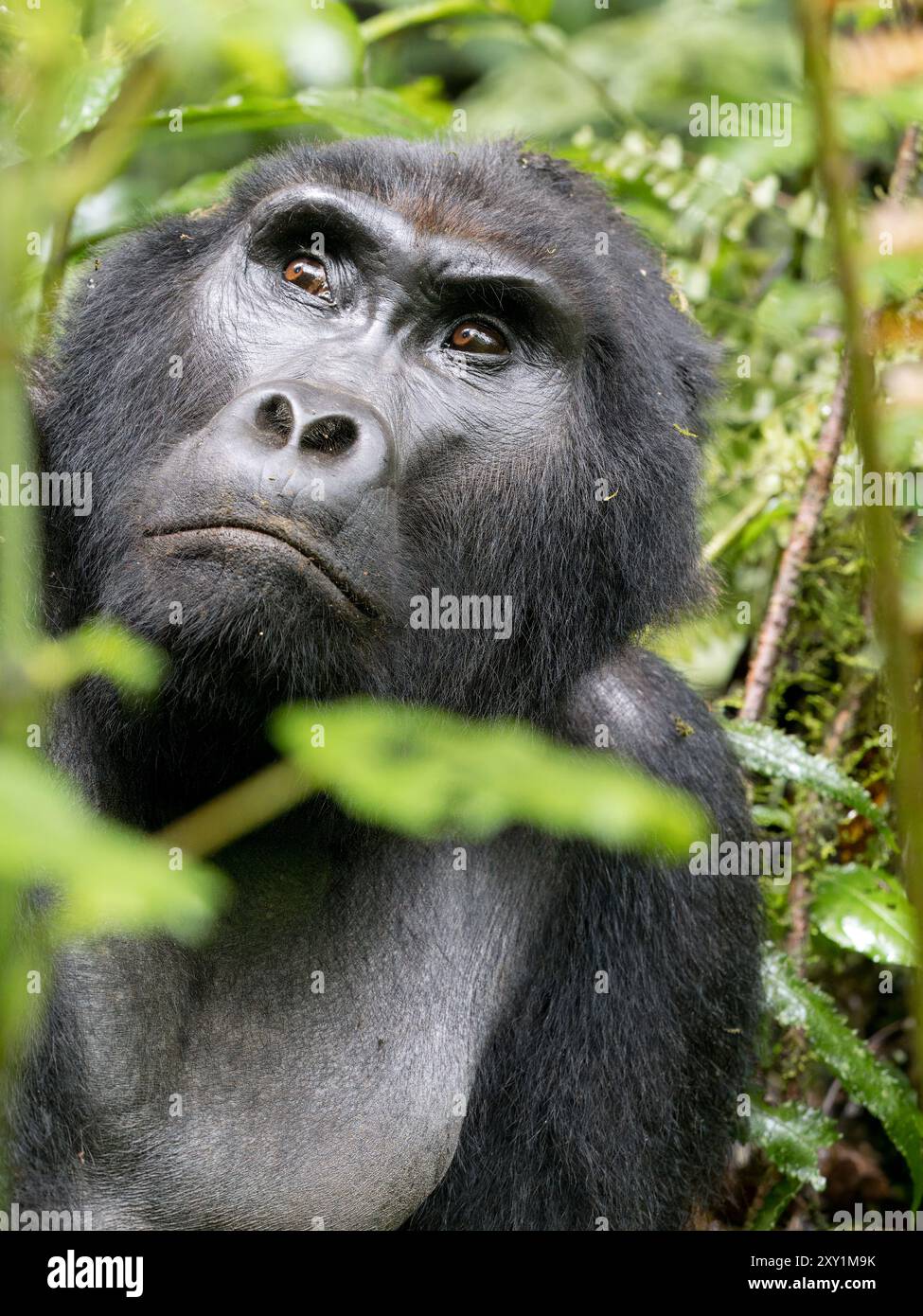 Gorille de montagne (Gorilla beringei beringei) Groupe de gorilles Katwe, Parc national impénétrable de Bwindi, Ouganda, mâle Silverback (Mahaane) assis dans l'UEDN Banque D'Images