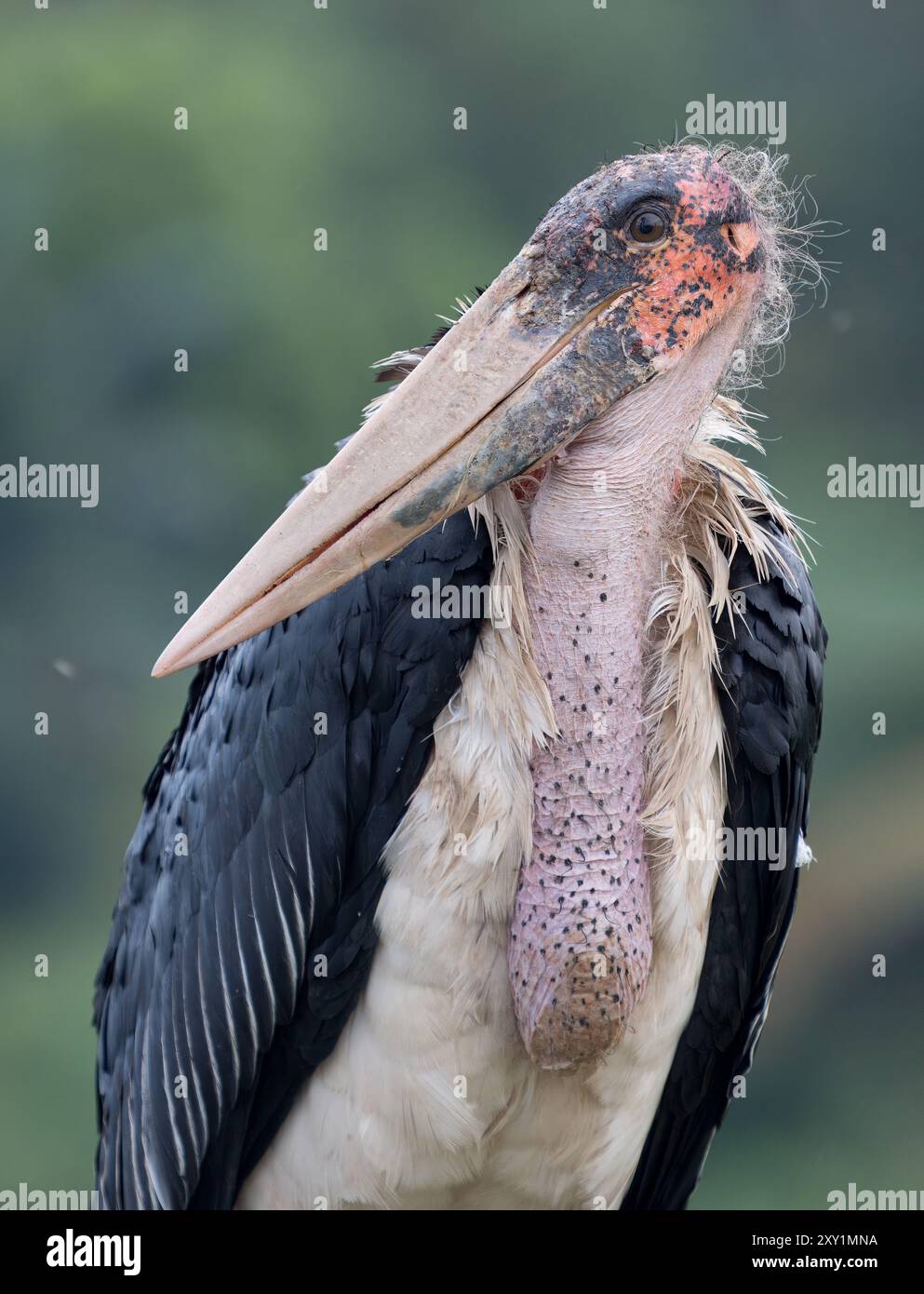 Marabou Stork (Leptoptilos crumenifer) Lake Victoria, Sienna Beach Hotel, Entebbe, Ouganda Banque D'Images