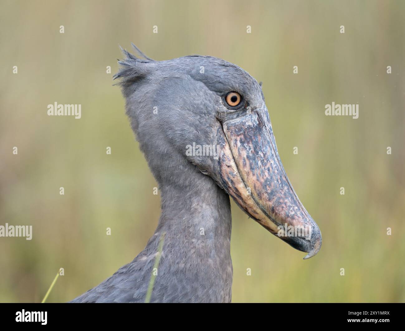 Cigogne Shoebill (Balaeniceps rex) debout dans de longs roseaux d'herbe, marais de Mabamba, lac Victoria, Ouganda. Banque D'Images