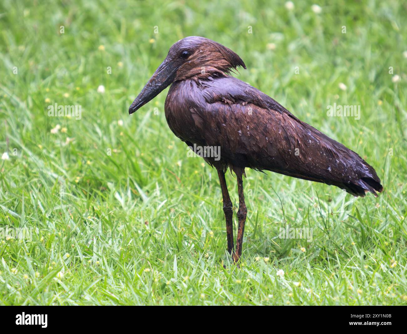 Hamerkop (Scopus umbretta) debout dans une tempête de pluie,, Lake Victoria, Sienna Beach Hotel, Entebbe, Ouganda Banque D'Images