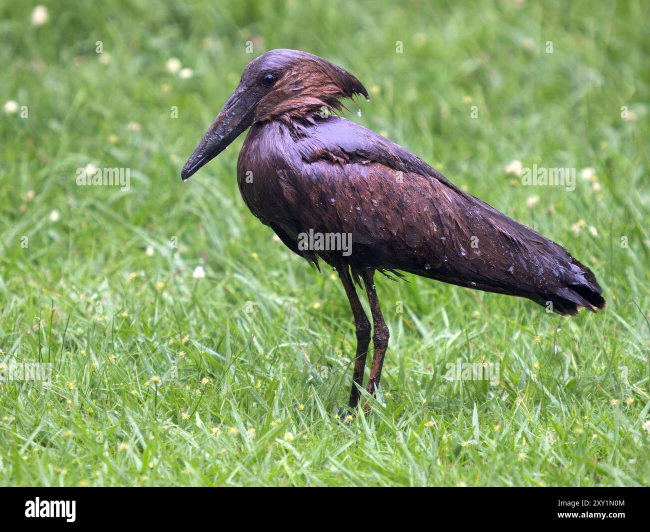 Hamerkop (Scopus umbretta) debout dans une tempête de pluie,, Lake Victoria, Sienna Beach Hotel, Entebbe, Ouganda Banque D'Images