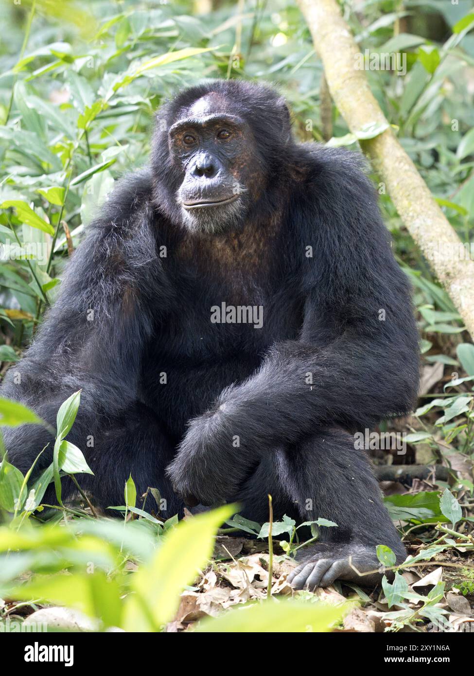 Chimpanzé (Pan troglodytes) posé sur le sol forestier, Parc national de la forêt de Kibale, Ouganda. En danger. Banque D'Images