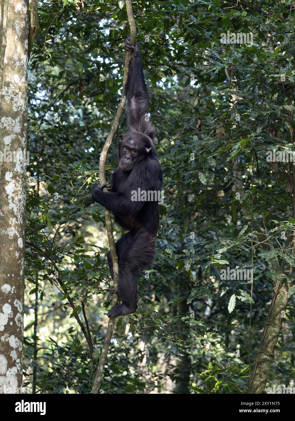 Chimpanzé (Pan troglodytes) grimpant dans un arbre, Parc national de la forêt de Kibale, Ouganda. En danger. Banque D'Images