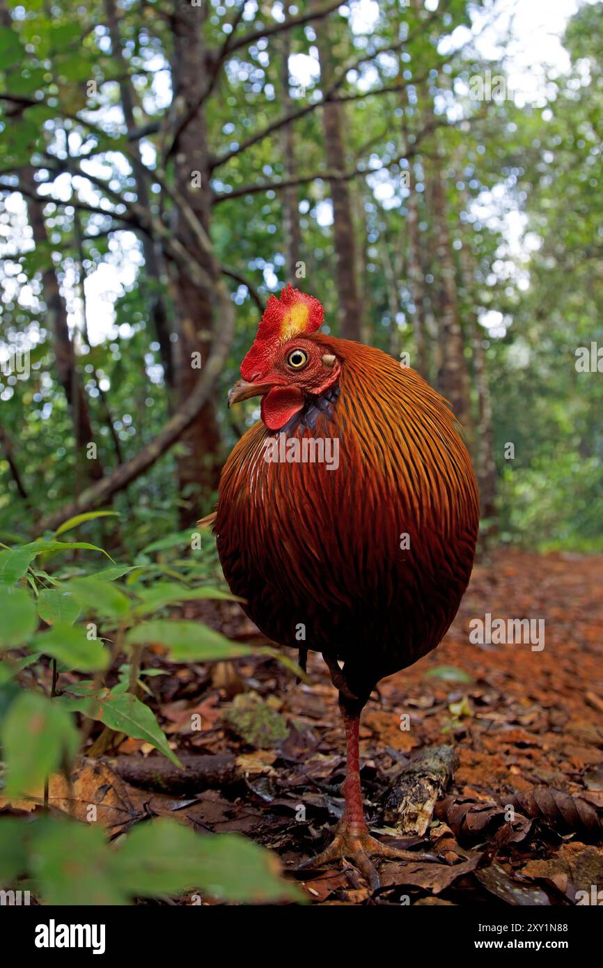 Sri Lanka Junglefowl, forêt de Sinharaja, Sri Lanka, février 2019 Banque D'Images