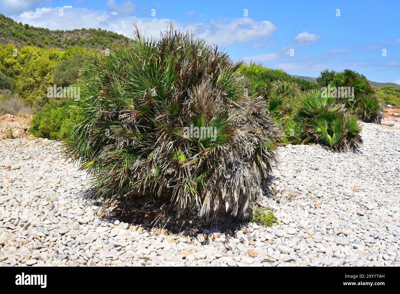 Palmier européen ou palmier nain méditerranéen (Chamaerops humilis) est la seule espèce de palmier originaire d'Europe continentale. Cette photo a été prise en Banque D'Images