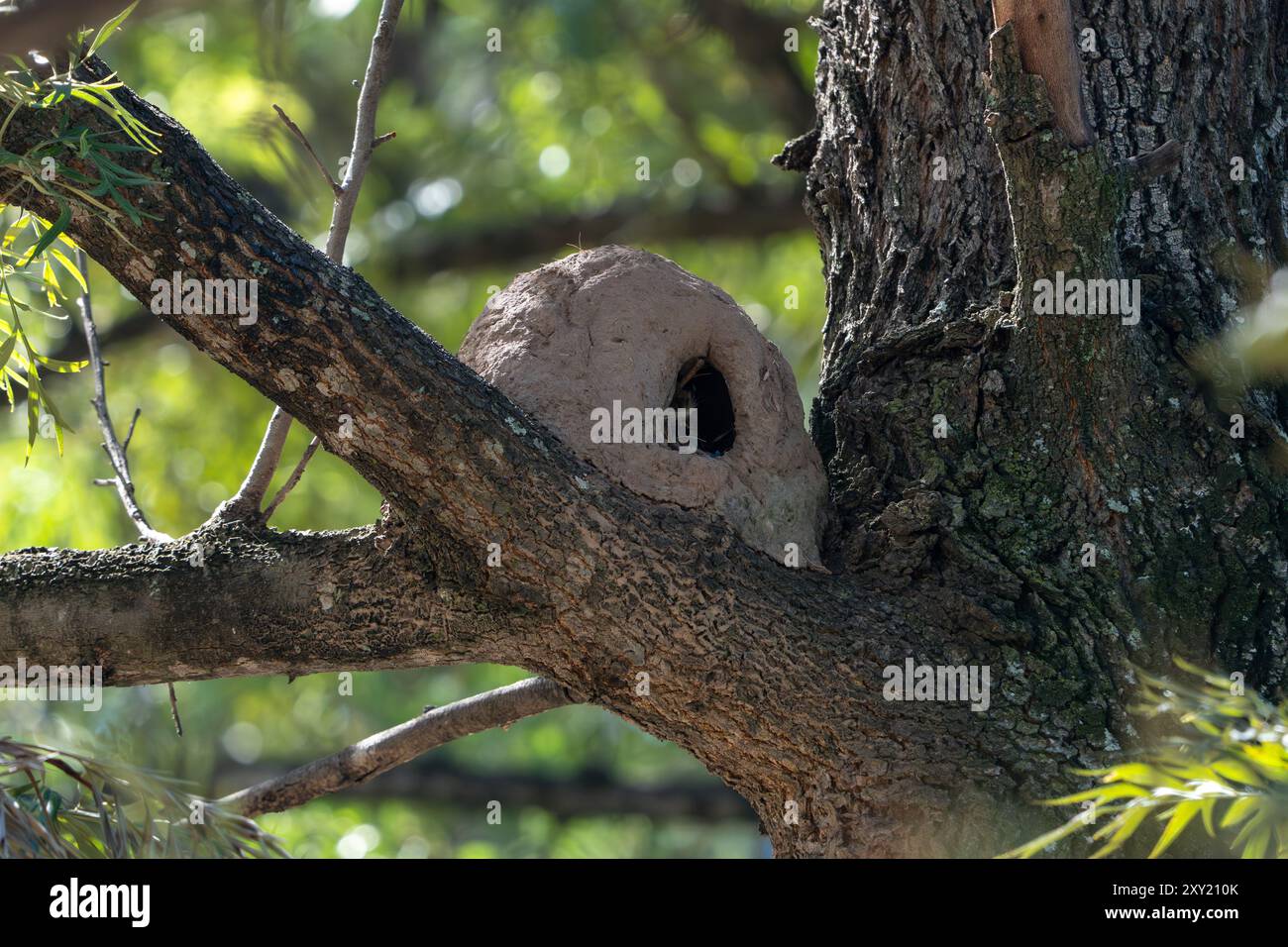 Nid de boue d'un Rufous Hornero, Furnarius rufus, dans un arbre à Tartagal, Argentine. C'est l'oiseau national de l'Argentine. Banque D'Images