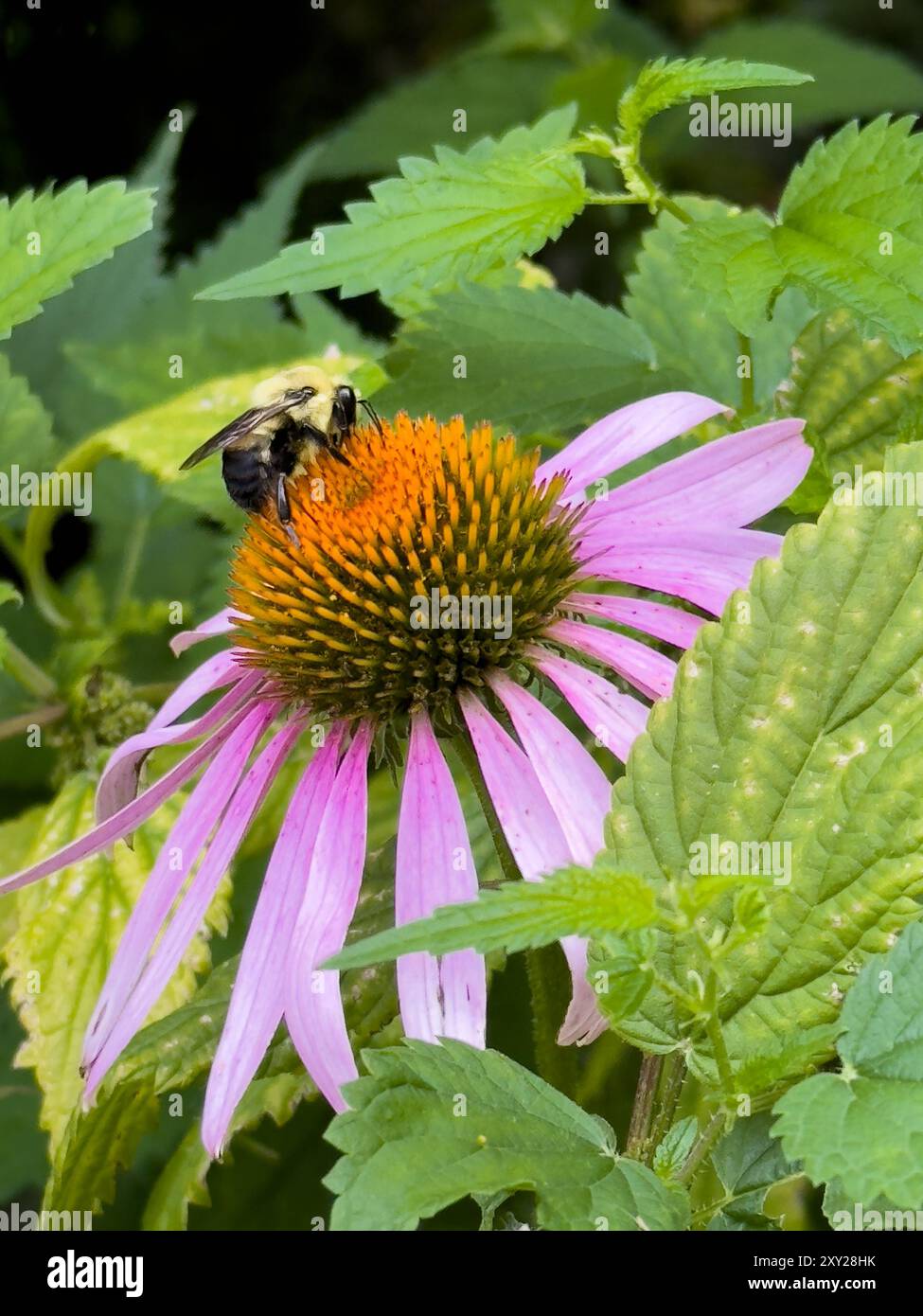 Vue rapprochée d'un bourdon sur une fleur d'échinacée Banque D'Images
