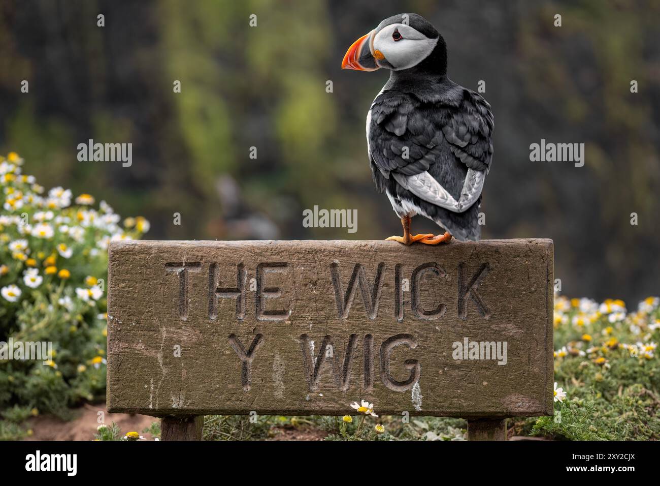 Macareux retournant sur l'île Skomer après que la grippe aviaire ait détruit les colonies autour de la côte britannique Banque D'Images