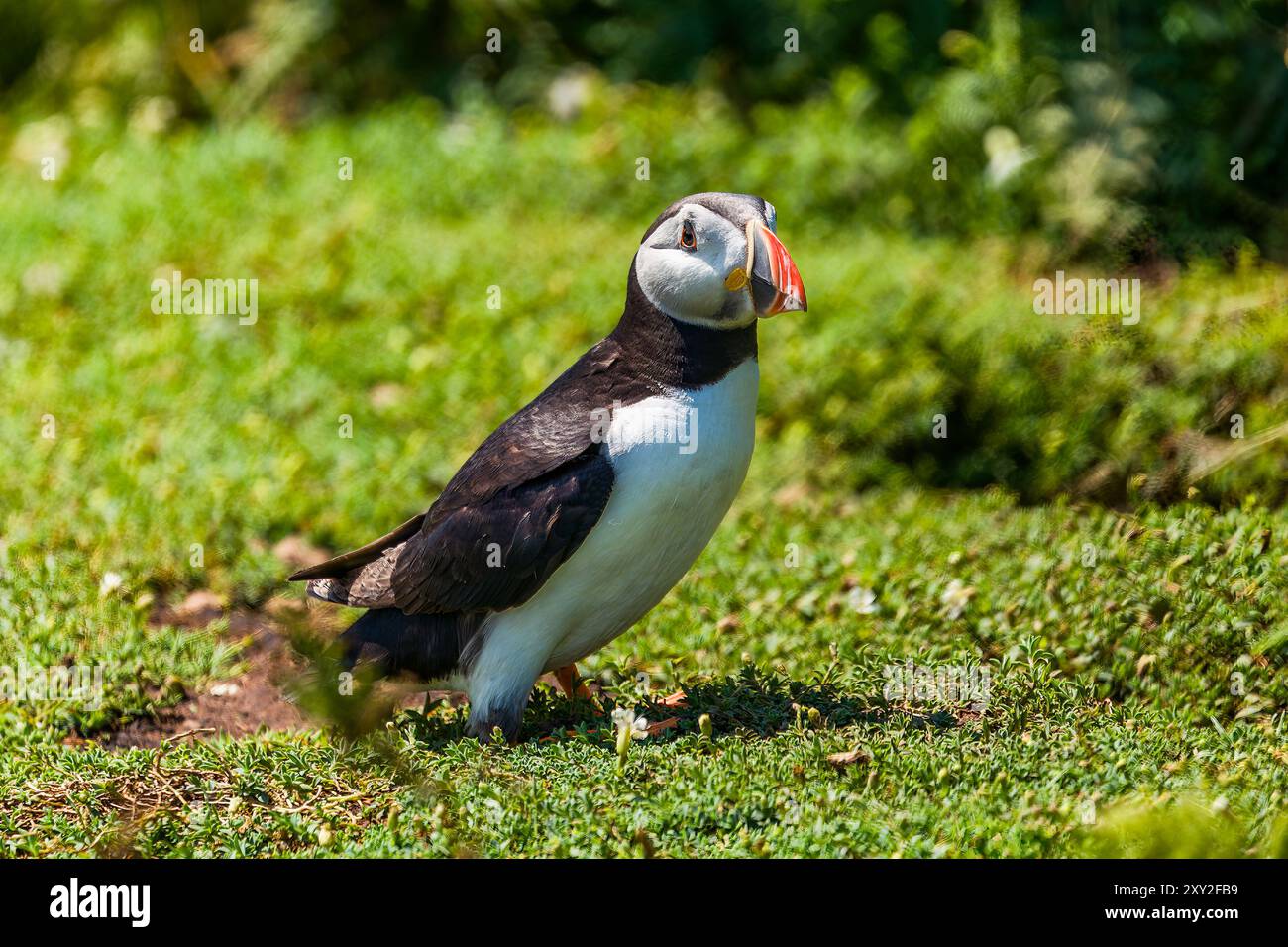 Gros plan d'un macareux de l'Atlantique (Fratercula arctica) à côté de son terrier sur l'île Skomer, au pays de Galles Banque D'Images