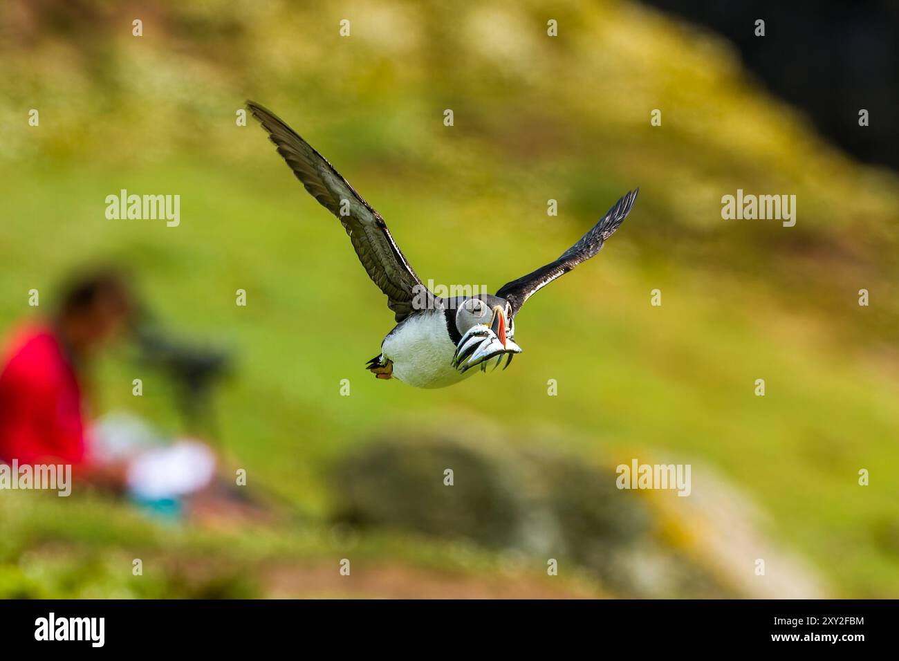 Macareux de l'Atlantique (Fratercula arctica) avec un bec plein d'anguilles de sable volant devant un observateur sur l'île Skomer, au pays de Galles Banque D'Images Macareux de l'Atlantique (Fratercula arctica) avec un bec plein d'anguilles de sable volant devant un observateur sur l'île Skomer, au pays de Galles Banque D'Images
