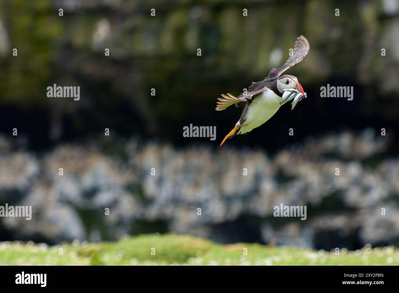 Macareux (Fratercula arctica) avec un bec plein de nourriture volant bas au-dessus de l'île Skomer Banque D'Images Macareux (Fratercula arctica) avec un bec plein de nourriture volant bas au-dessus de l'île Skomer Banque D'Images