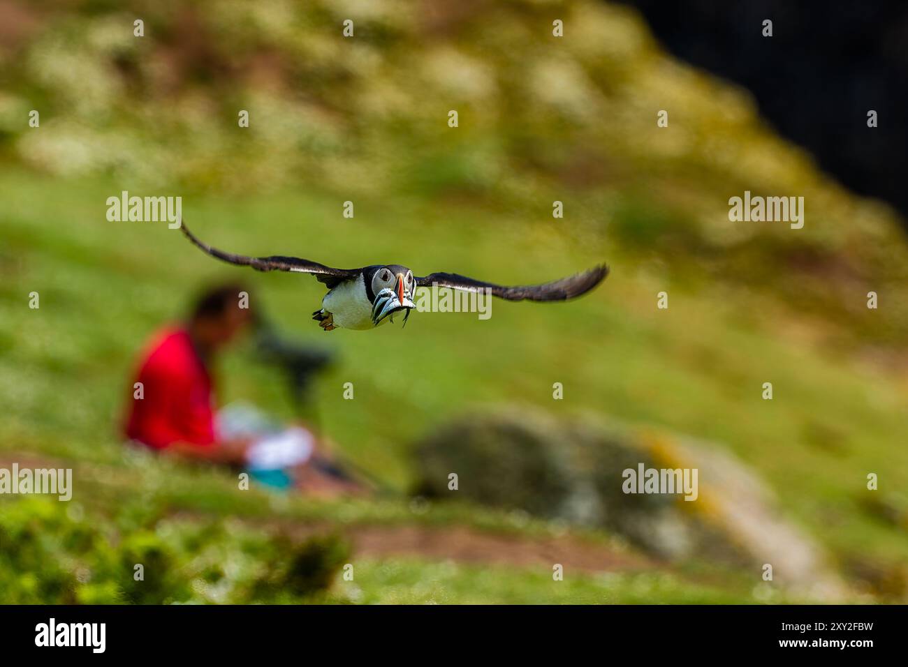 Macareux de l'Atlantique (Fratercula arctica) avec un bec plein d'anguilles de sable volant devant un observateur sur l'île Skomer, au pays de Galles Banque D'Images Macareux de l'Atlantique (Fratercula arctica) avec un bec plein d'anguilles de sable volant devant un observateur sur l'île Skomer, au pays de Galles Banque D'Images