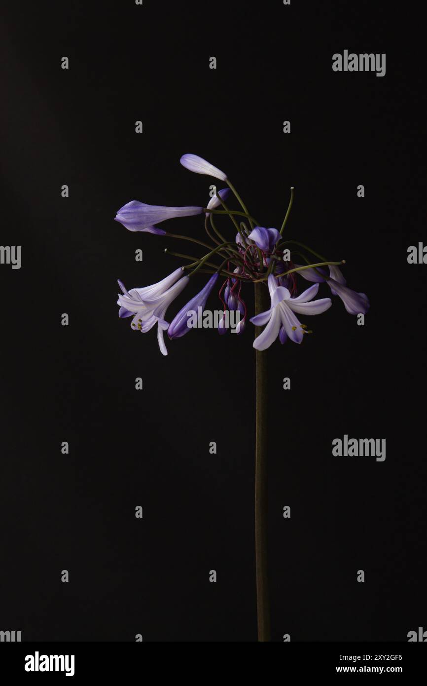 Agapanthus Purple Flower gros plan lumière naturelle - Fine Art Photography Banque D'Images