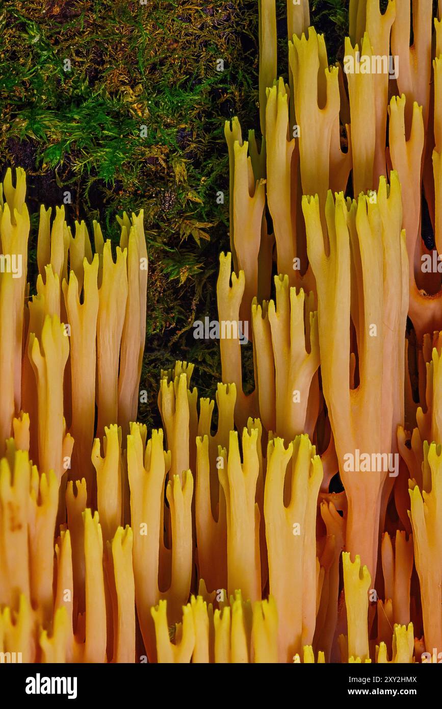 Champignons de corail de branche de Srict sur un vieux tronc d'arbre Banque D'Images