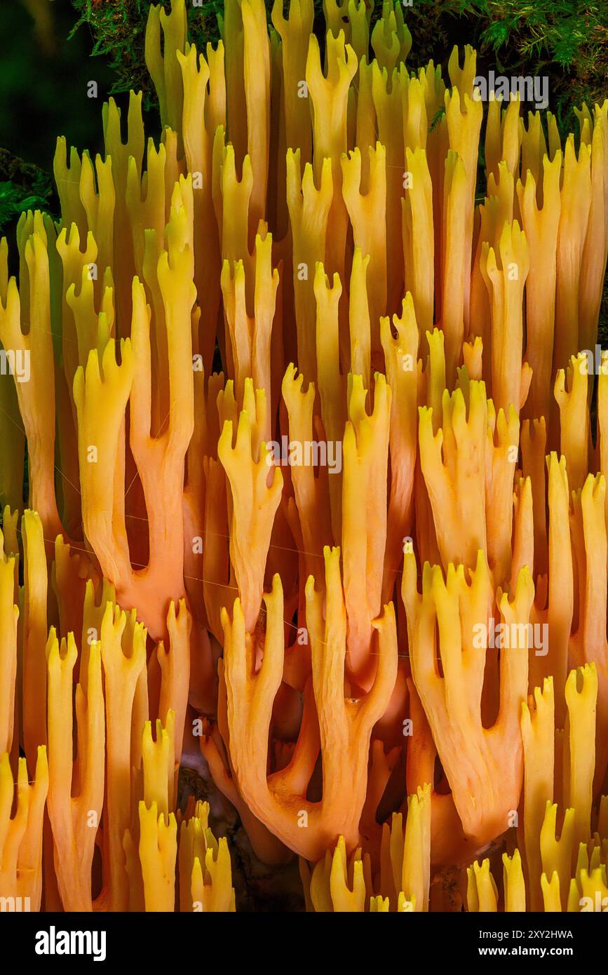 Champignons de corail de branche de Srict sur un vieux tronc d'arbre Banque D'Images