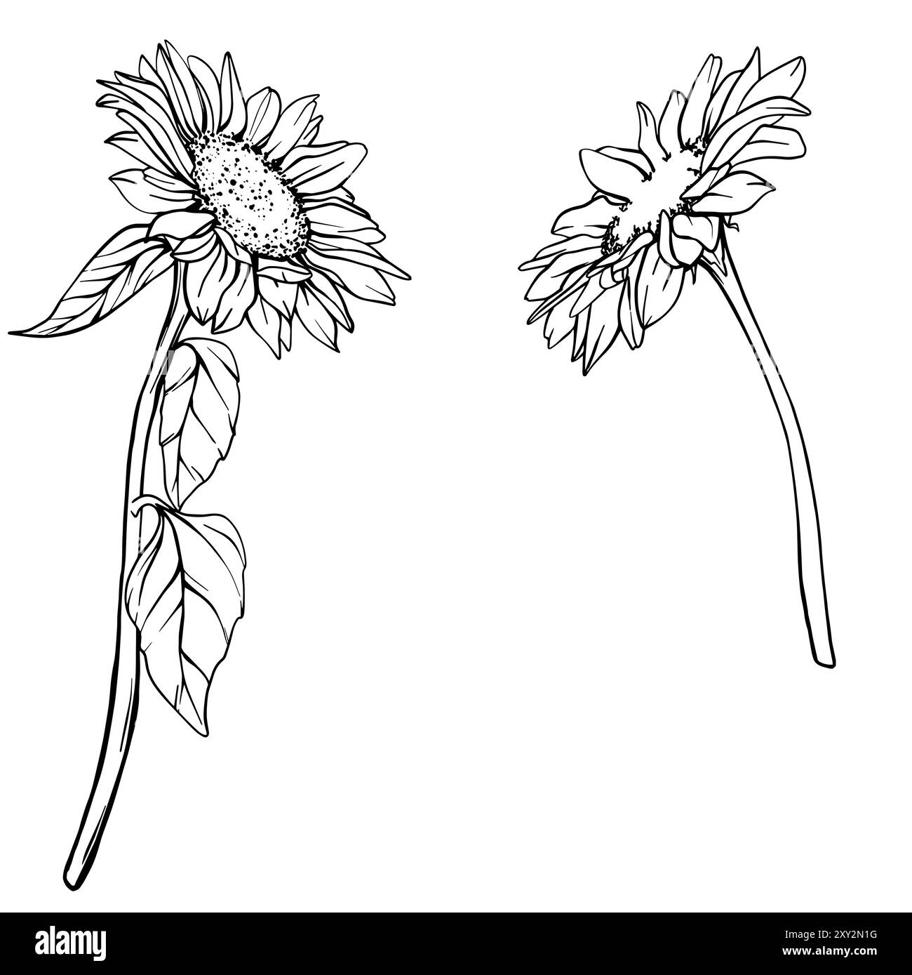 Illustration de la ligne vectorielle de tournesol. Arrangement de fleurs tournesols dans le style d'art au trait. Ligne florale Croquis botanique peint par des encres noires. Main Illustration de Vecteur