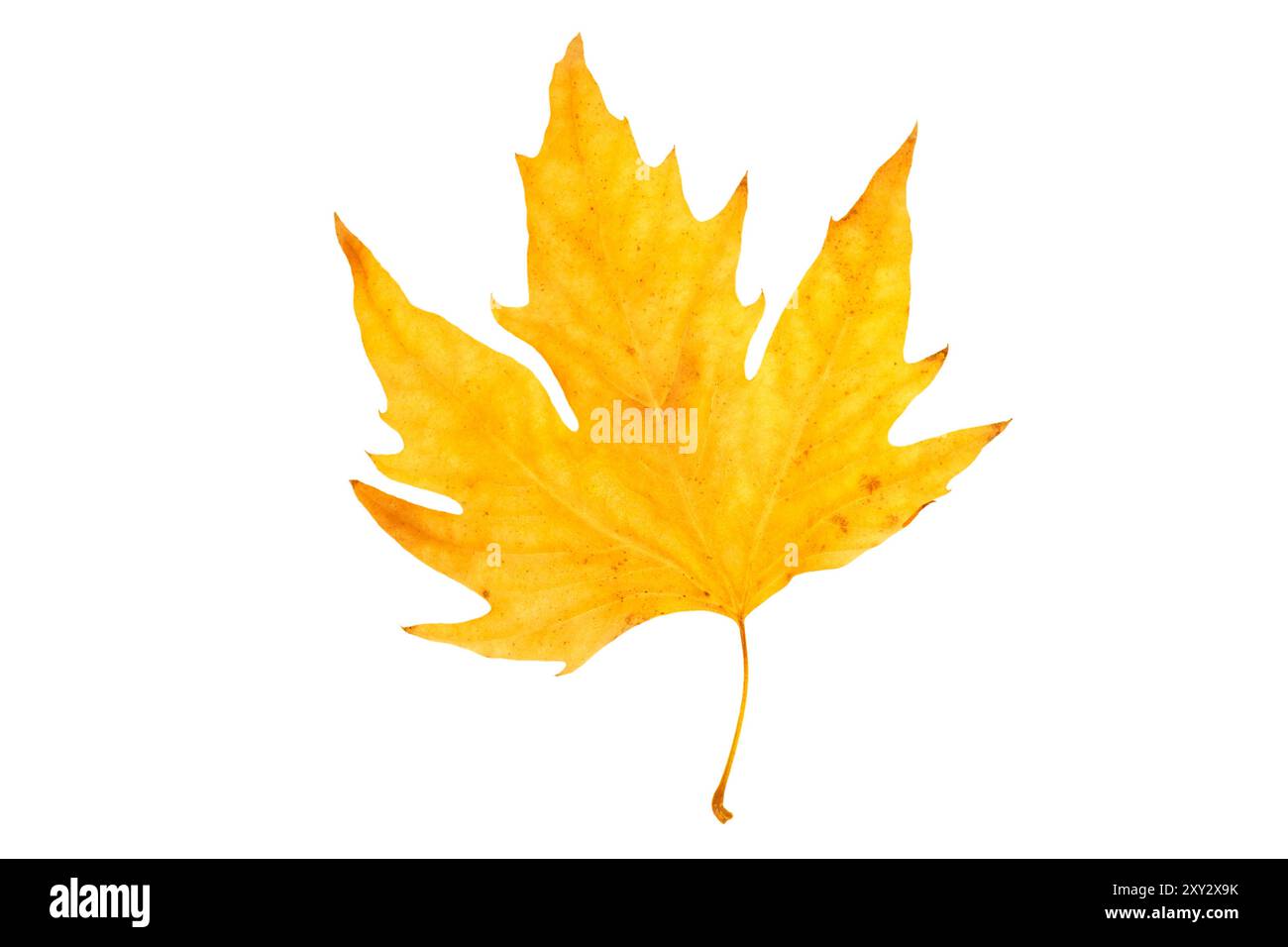 feuille jaune sèche de l'arbre platanus isolé sur fond blanc Banque D'Images feuille jaune sèche de l'arbre platanus isolé sur fond blanc Banque D'Images