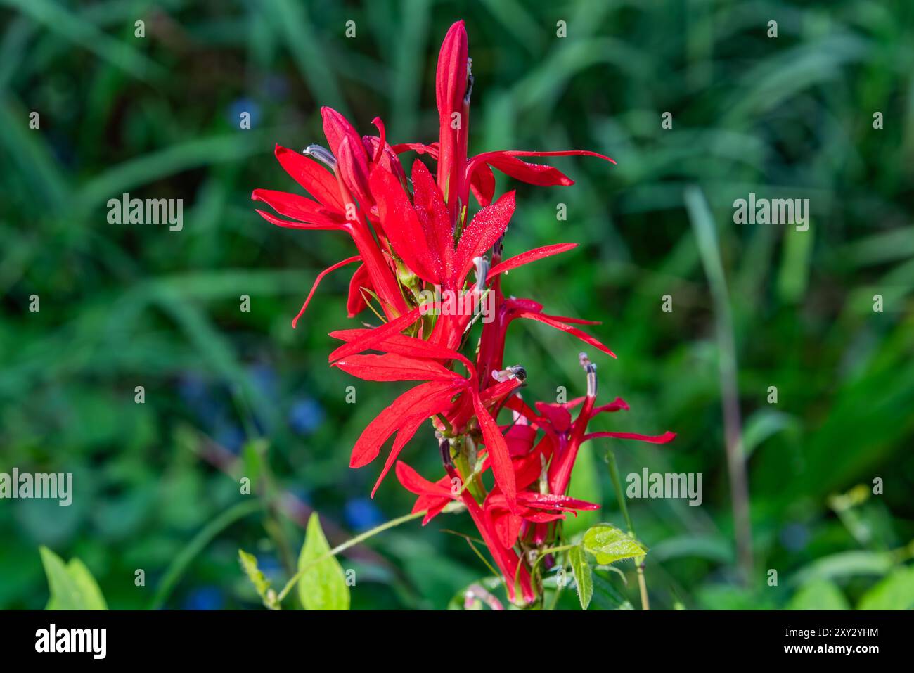 Cardinal Flower Bloom, Richard M Nixon County Park, PA États-Unis Banque D'Images