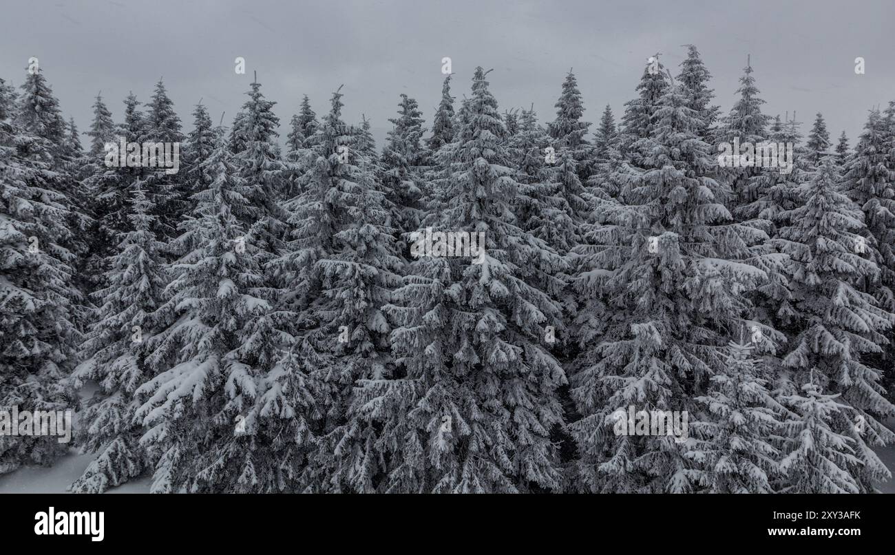 Forêt enneigée dans les montagnes Orlicke hory, République tchèque Banque D'Images