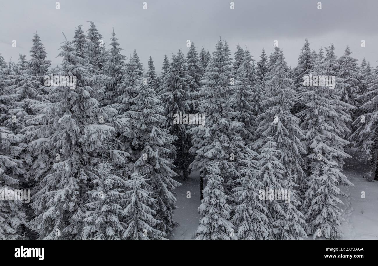 Forêt enneigée dans les montagnes Orlicke hory, République tchèque Banque D'Images