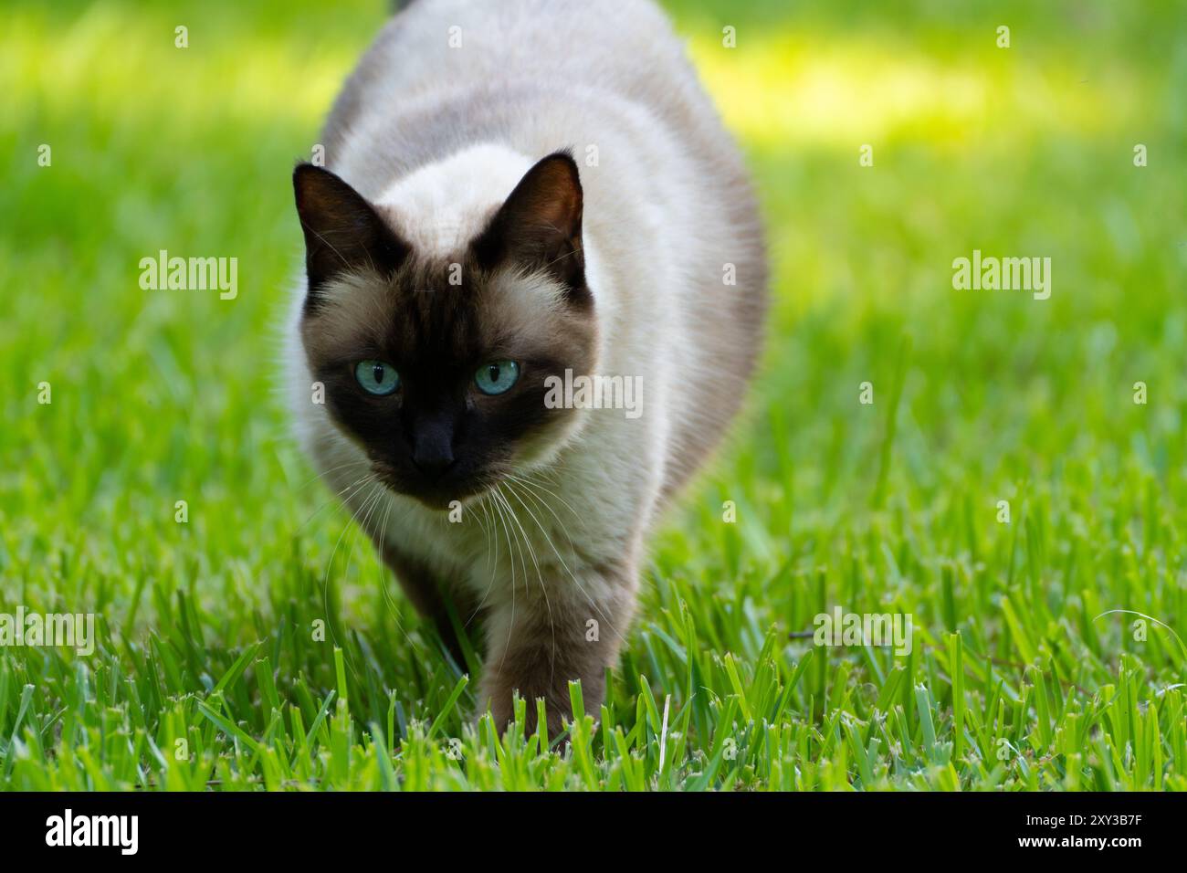 Chat siamois traquant dans l'herbe Banque D'Images