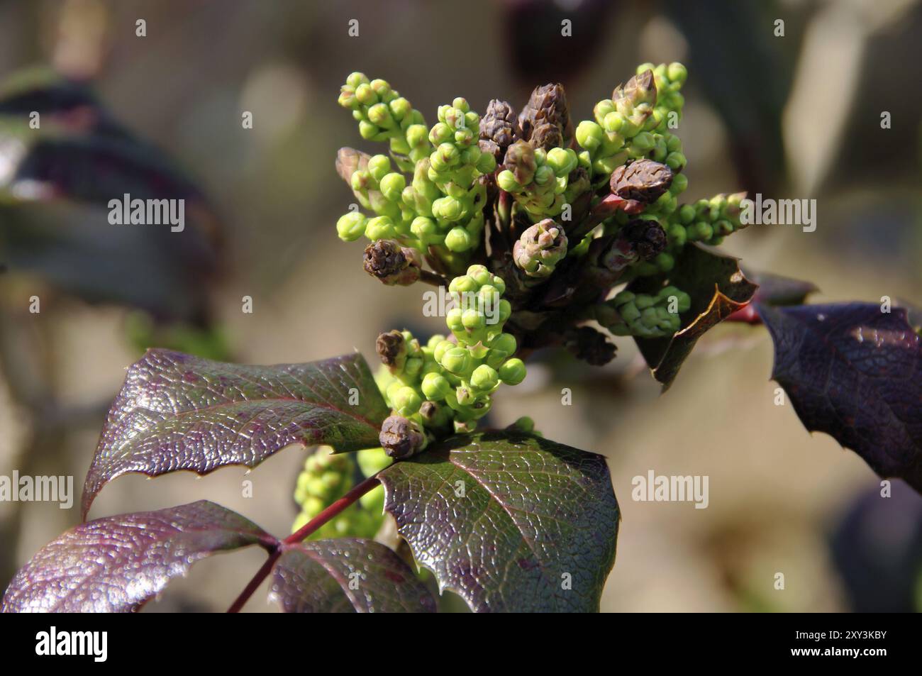 Mahonia, mahonia Banque D'Images