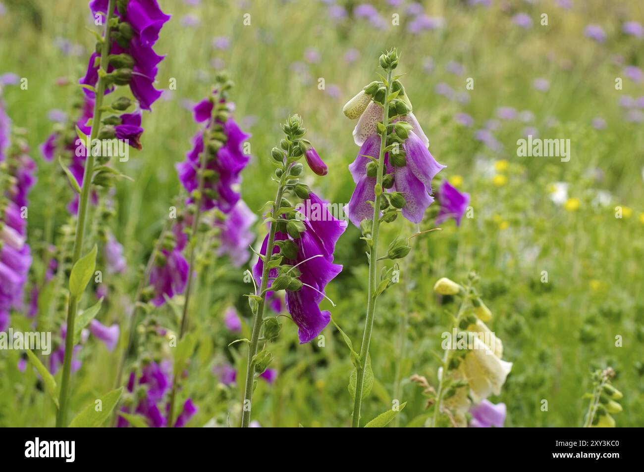 Fingerhut Blumen, les fleurs violettes Foxglove commun en été Banque D'Images