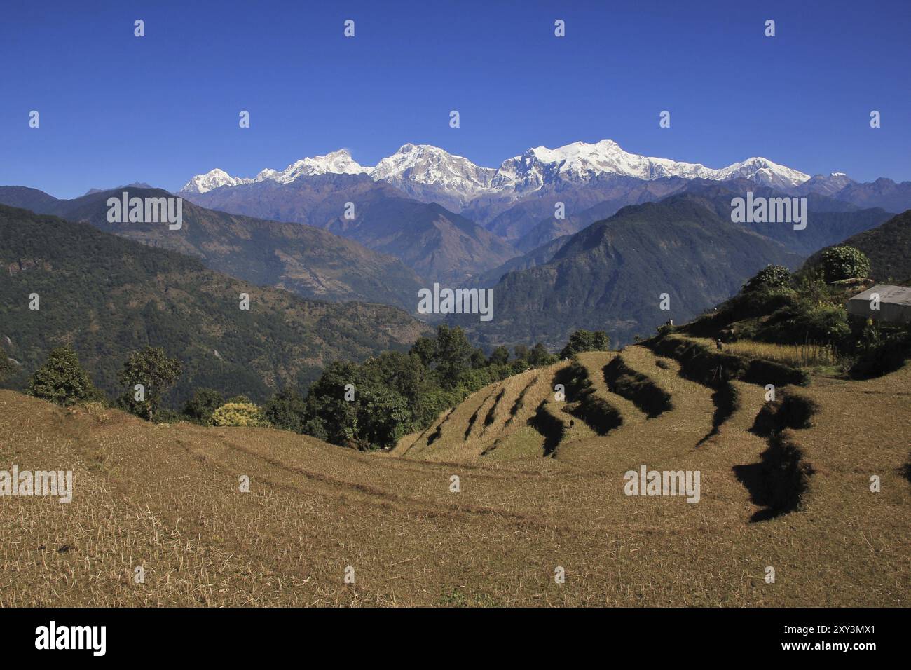 Scène d'automne dans la zone de conservation de l'Annapurna. MT Manaslu et autres hautes montagnes de l'Himalaya. Rizières en terrasses Banque D'Images Scène d'automne dans la zone de conservation de l'Annapurna. MT Manaslu et autres hautes montagnes de l'Himalaya. Rizières en terrasses Banque D'Images
