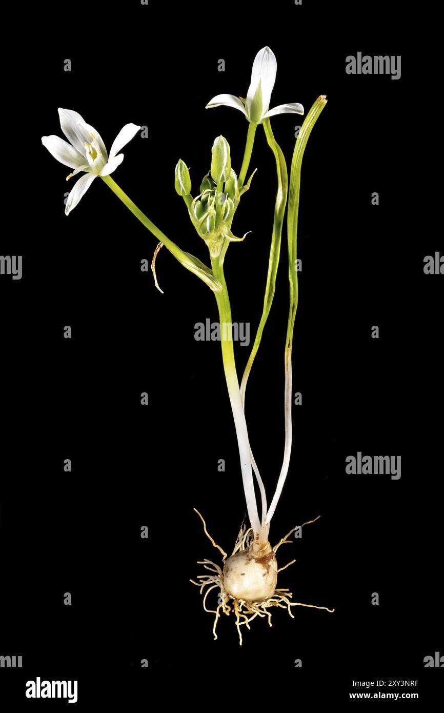 Plante d'étoile de lait complète avec bulbe, feuilles et fleur isolés sur noir Banque D'Images