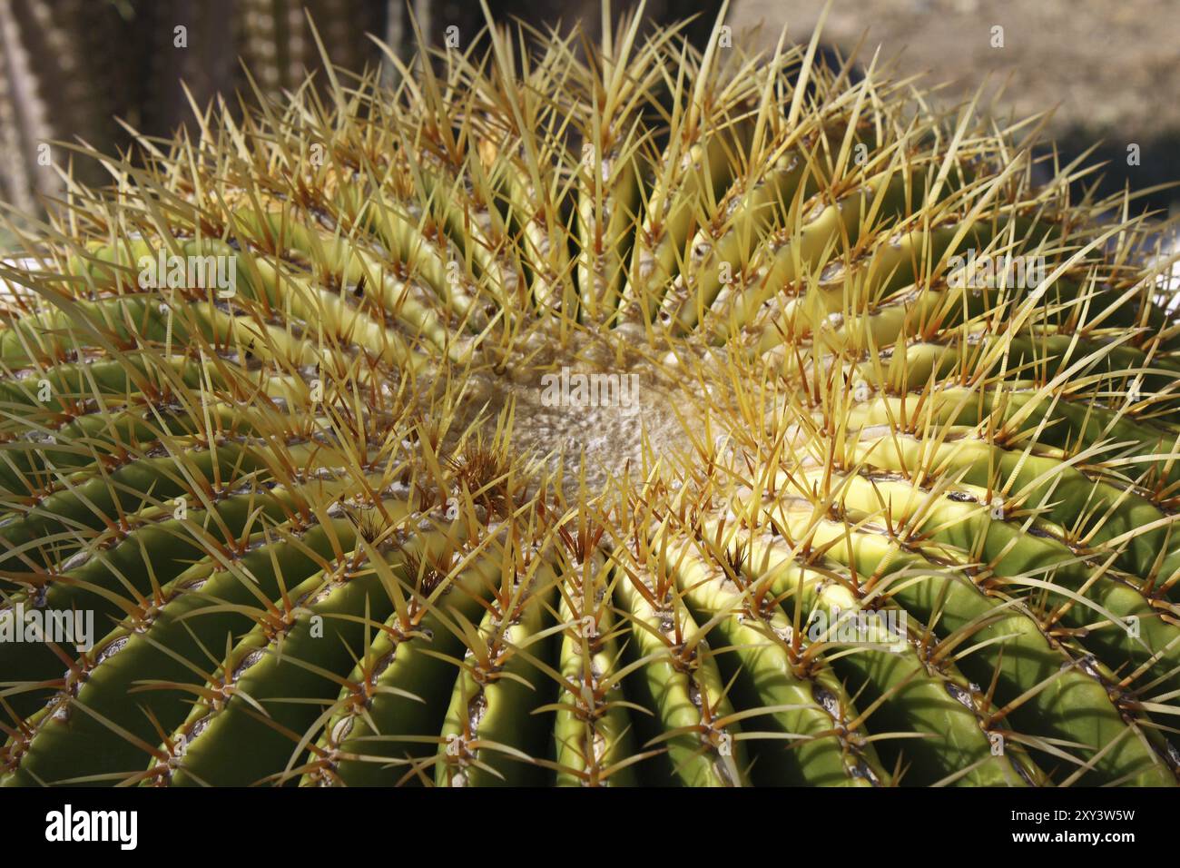 Cactus boule dorée en gros plan Banque D'Images