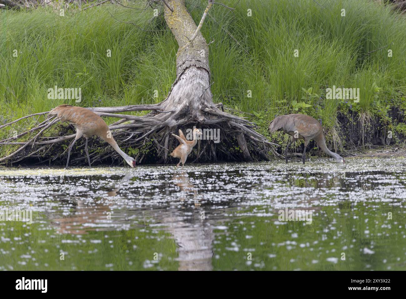 Adultes avec plusieurs jeunes de jour dans le parc Banque D'Images