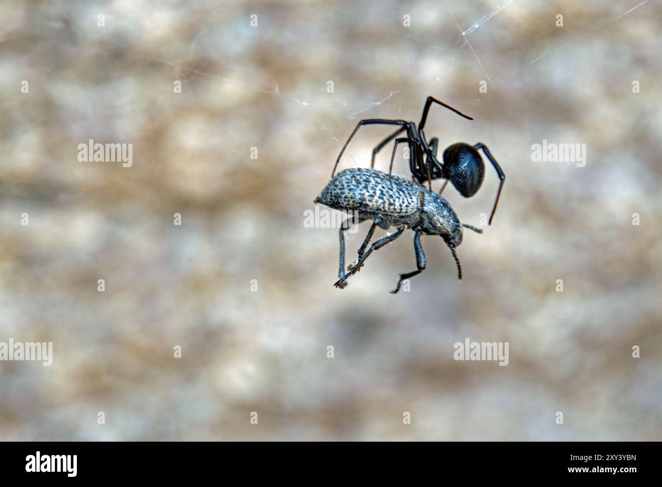 Araignée veuve noire (Latrodectus hesperus) avec proie Banque D'Images