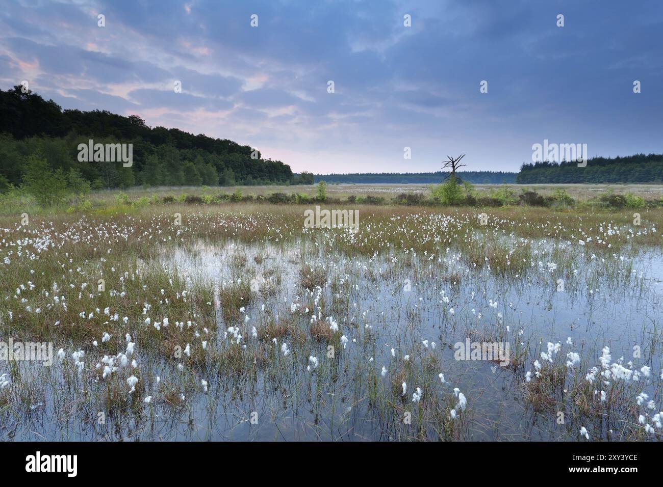 Matin le marais d'été avec de l'herbe de coton Banque D'Images