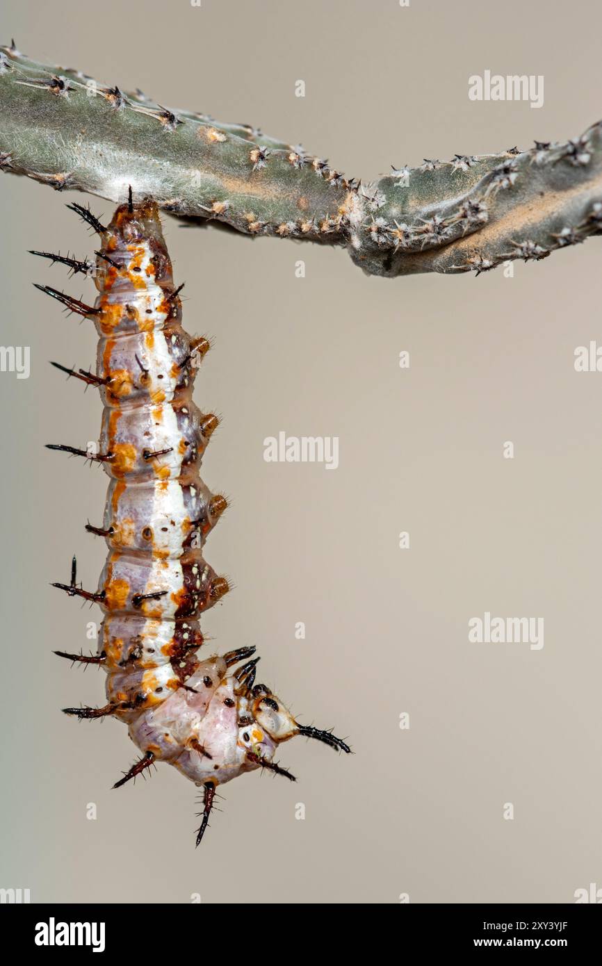 chenille du Golfe Fritillary (Agraulis vanillae) se préparant à nupper Banque D'Images