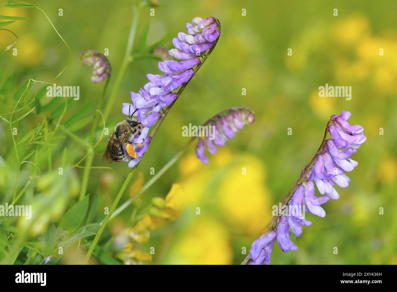 Vicia cracca, vesce d'oiseau avec insecte, vesce de pied d'oiseau Banque D'Images